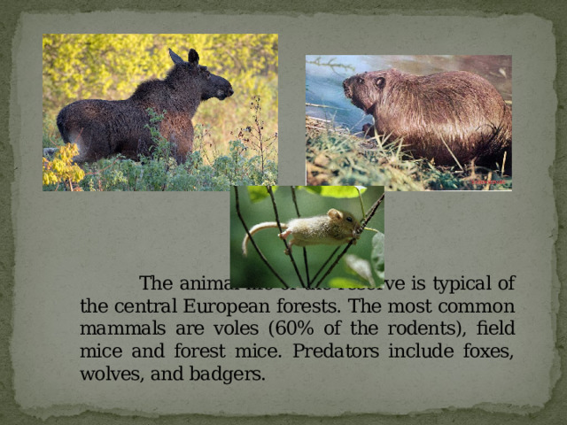  The animal life of the reserve is typical of the central European forests. The most common mammals are voles (60% of the rodents), field mice and forest mice. Predators include foxes, wolves, and badgers. 