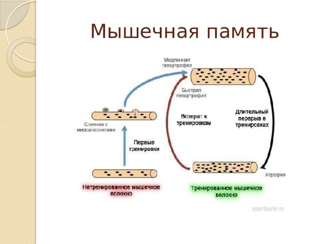 Мышечная память после долгого перерыва в зале