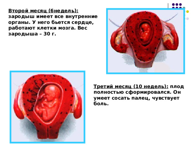 Второй месяц (6недель):  зародыш имеет все внутренние органы. У него бьется сердце, работают клетки мозга. Вес зародыша – 30 г.  Третий месяц (10 недель): плод полностью сформировался. Он умеет сосать палец, чувствует боль.  