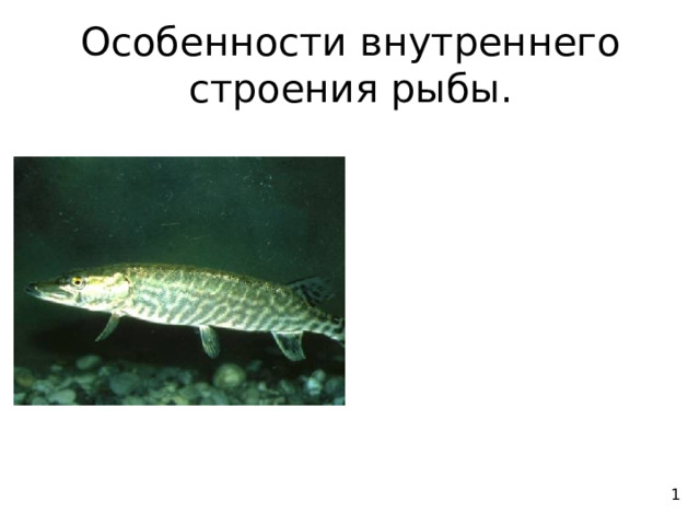 Особенности внутреннего строения рыбы. 1 