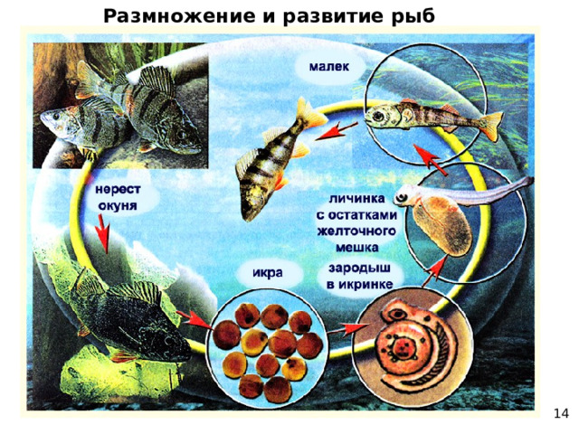 Размножение и развитие рыб 14 