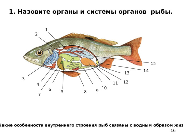 1. Назовите органы и системы органов рыбы. 1 2 15 14 13 3 12 11 4 10 6 9 5 8 7 2. Какие особенности внутреннего строения рыб связаны с водным образом жизни? 16 