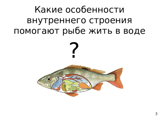 Какие особенности внутреннего строения помогают рыбе жить в воде ? 3 