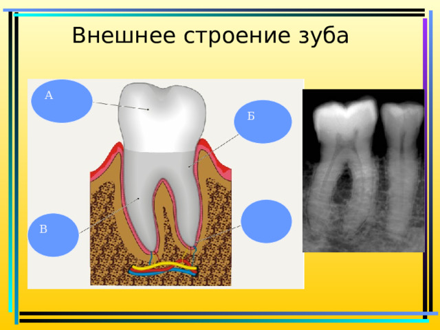 Внешнее строение зуба А Б В 