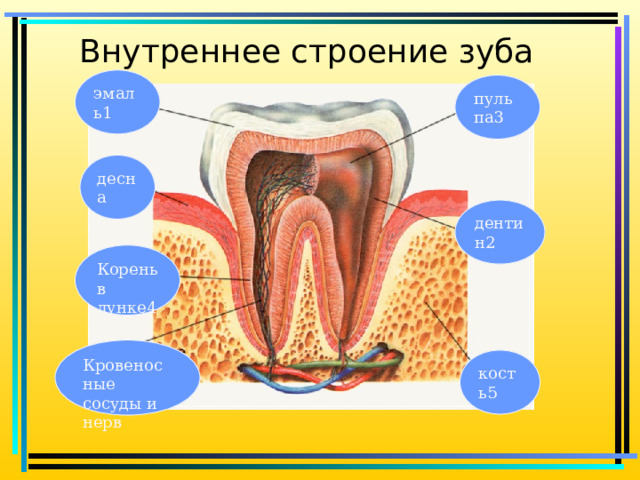 Внутреннее строение зуба эмаль1 пульпа3 десна дентин2 Корень в лунке4 Кровеносные сосуды и нерв кость5  