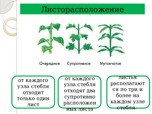 от каждого узла стебля отходят два супротивно расположенных листа листья располагаются по три и более на каждом узле стебля. Листорасположение от каждого узла стебля отходит только один лист 