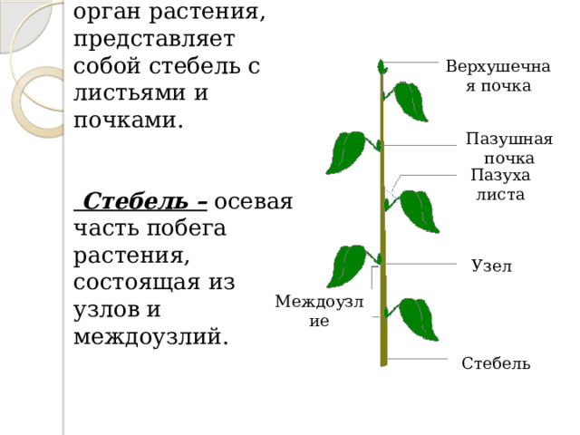 Верхушечная почка Побег – основной  орган растения, представляет собой стебель с листьями и почками.    Стебель – осевая часть побега растения, состоящая из узлов и междоузлий. Пазушная почка Пазуха листа Узел Междоузлие Стебель 