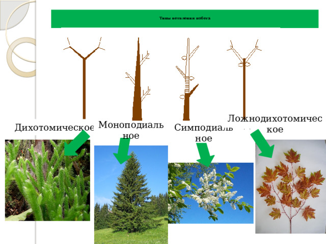  Типы ветвления побега   Дихотомическое Ложнодихотомическое Моноподиальное Симподиальное 