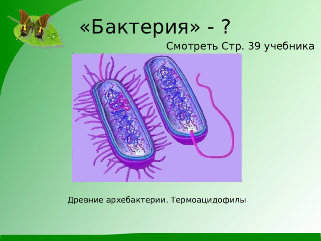 «Бактерия» - ? Смотреть Стр. 39 учебника Древние архебактерии. Термоацидофилы 