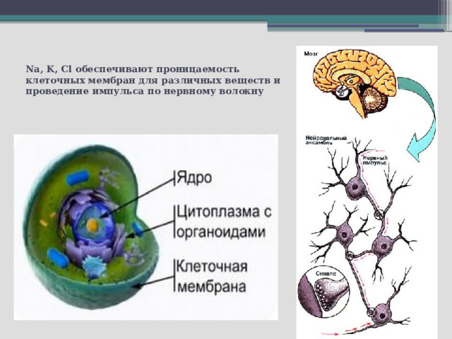 Проницаемость мембраны. Проницаемость клеточных мембран обеспечивают. Изменение проницаемости клеточных мембран. Ионы обеспечивающие проницаемость клеточных мембран. Какие ионы обеспечивают проницаемость клеточных мембран.