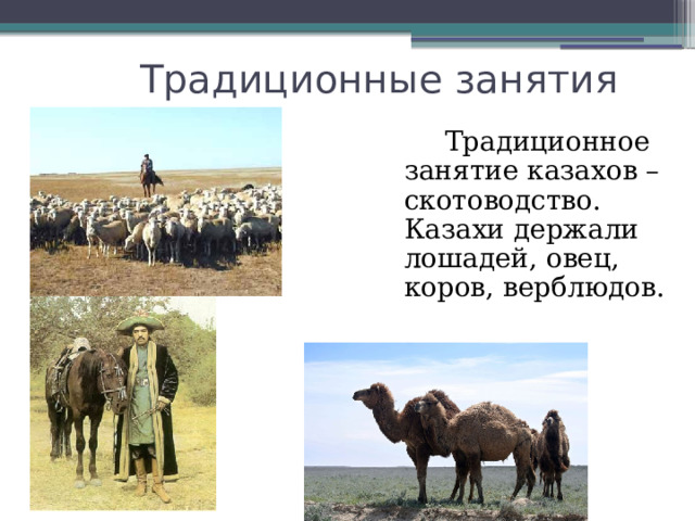 Традиционные занятия  Традиционное занятие казахов – скотоводство. Казахи держали лошадей, овец, коров, верблюдов. 