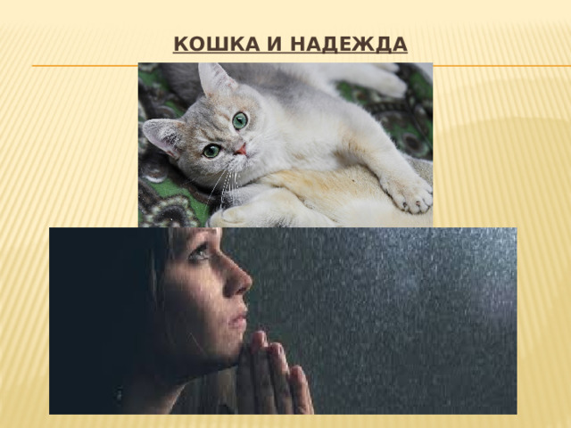 Кошка и надежда