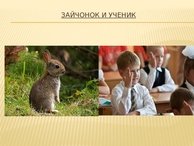 Зайчонок и ученик