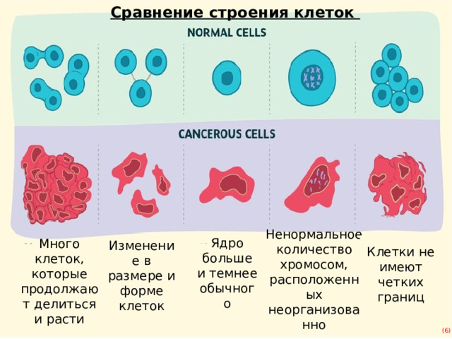 Сравнение строения клеток Клетки не имеют четких границ Изменение в размере и  форме клеток Ненормальное количество хромосом, расположенных неорганизованно Ядро больше и темнее обычного Много клеток, которые продолжают делиться и расти (6) 