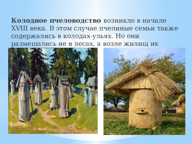 Колодное пчеловодство возникло в начале XVIII века. В этом случае пчелиные семьи также содержались в колодах-ульях. Но они размещались не в лесах, а возле жилищ их хозяев на пасеках. 
