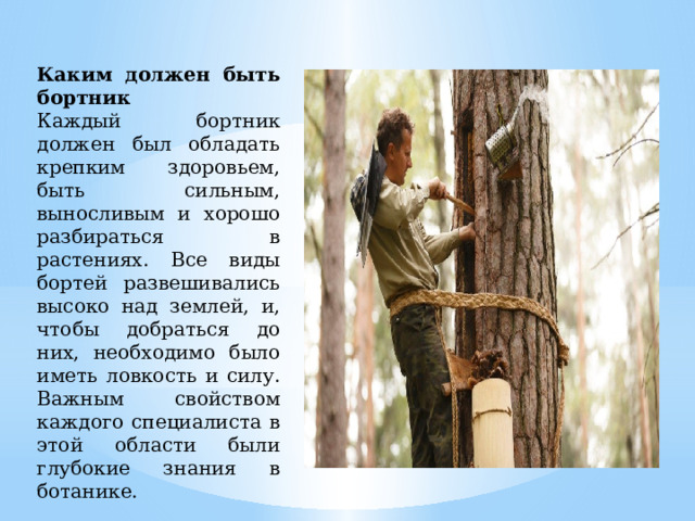 Каким должен быть бортник Каждый бортник должен был обладать крепким здоровьем, быть сильным, выносливым и хорошо разбираться в растениях. Все виды бортей развешивались высоко над землей, и, чтобы добраться до них, необходимо было иметь ловкость и силу. Важным свойством каждого специалиста в этой области были глубокие знания в ботанике. 