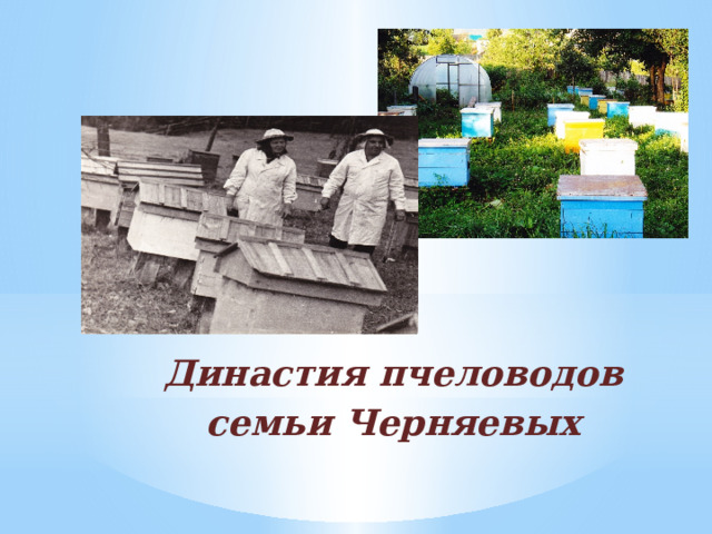 Династия пчеловодов семьи Черняевых   