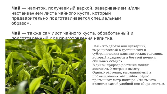 Чай  — напиток, получаемый варкой, завариванием и/или настаиванием листа чайного куста, который предварительно подготавливается специальным образом.  Чай  — также сам лист чайного куста, обработанный и подготовленный для приготовления напитка. Чай – это дерево или кустарник, выращиваемый в тропических и субтропических климатических условиях, который нуждается в богатой почве и обильных осадках. В дикой природе растение может достигать 9 метров в высоту. Однако растения, выращиваемые в промышленных масштабах, редко превышают метр-полтора. Эта высота является самой удобной для сбора листьев. 