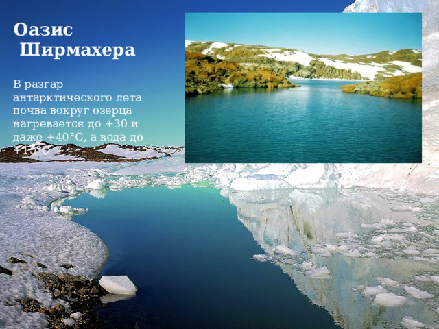 Оазис  Ширмахера В разгар антарктического лета почва вокруг озерца нагревается до +30 и даже +40°С, а вода до +15°С 