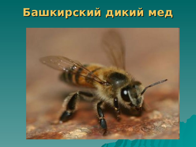 Башкирский дикий мед   