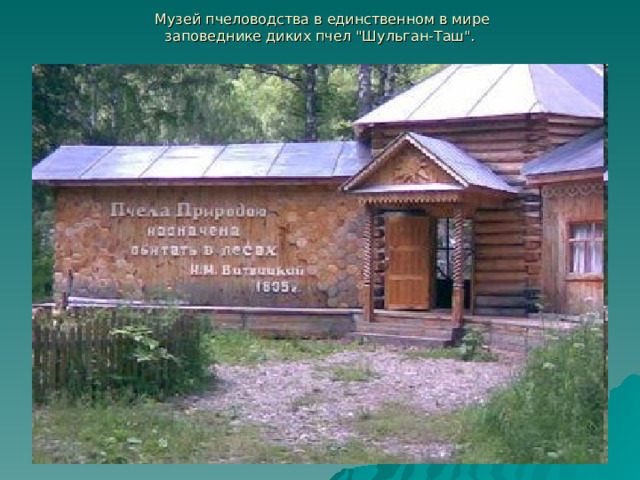  Музей пчеловодства в единственном в мире  заповеднике диких пчел 