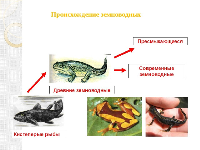 Эволюция земноводных схема