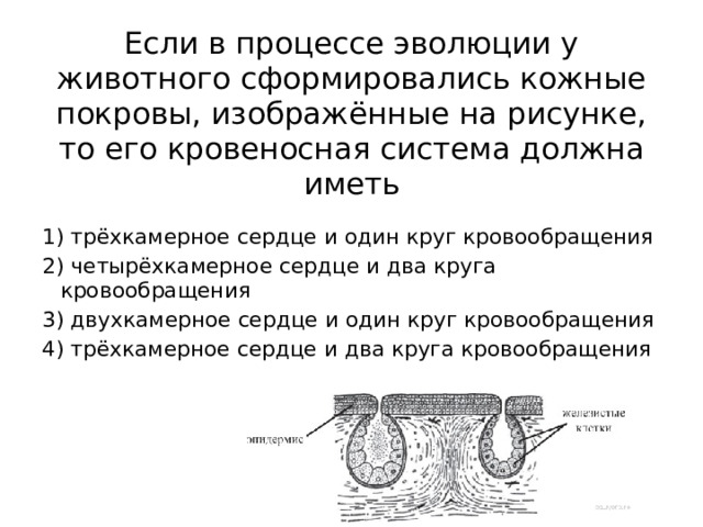 Если в процессе эволюции у животного сформировались кожные покровы, изображённые на рисунке, то его кровеносная система должна иметь   1) трёхкамерное сердце и один круг кровообращения 2) четырёхкамерное сердце и два круга кровообращения 3) двухкамерное сердце и один круг кровообращения 4) трёхкамерное сердце и два круга кровообращения 