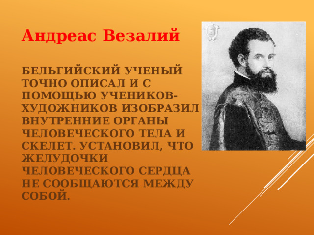 Андреас Везалий Бельгийский ученый точно описал и с помощью учеников-художников изобразил внутренние органы человеческого тела и скелет. Установил, что желудочки человеческого сердца не сообщаются между собой.   