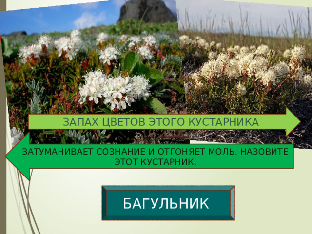 БАГУЛЬНИК ЗАПАХ ЦВЕТОВ ЭТОГО КУСТАРНИКА ЗАТУМАНИВАЕТ СОЗНАНИЕ И ОТГОНЯЕТ МОЛЬ. НАЗОВИТЕ ЭТОТ КУСТАРНИК . 
