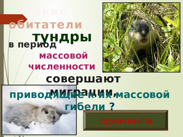 Какие обитатели тундры в период  массовой численности совершают миграции, приводящие к их массовой гибели  ? лемминги 
