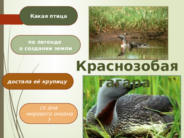 Какая птица по легенде о создании земли  Краснозобая гагара достала её крупицу со дна  мирового океана ? 