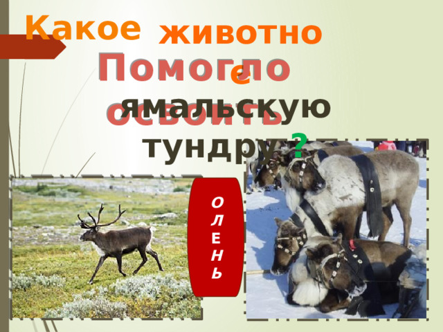 Какое животное Помогло освоить ямальскую тундру ? О Л Е Н Ь 