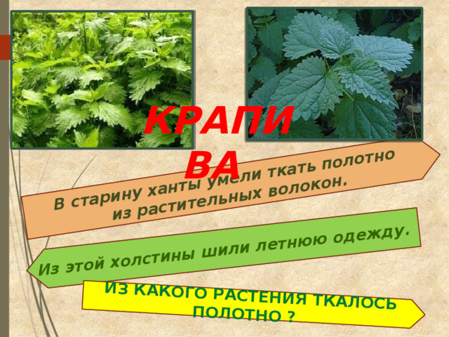 В старину ханты умели ткать полотно из растительных волокон. Из этой холстины шили летнюю одежду. Из какого растения ткалось полотно ?  КРАПИВА  