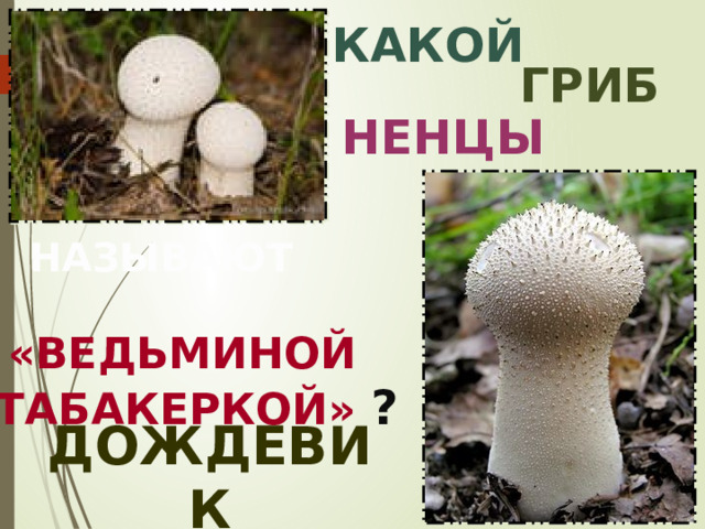 КАКОЙ ГРИБ НЕНЦЫ НАЗЫВАЮТ  «ВЕДЬМИНОЙ ТАБАКЕРКОЙ» ? ДОЖДЕВИК 