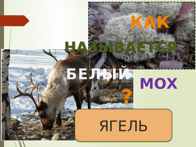 КАК НАЗЫВАЕТСЯ БЕЛЫЙ МОХ ? ЯГЕЛЬ 