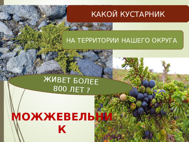 ЖИВЕТ БОЛЕЕ  800 ЛЕТ ? КАКОЙ КУСТАРНИК НА ТЕРРИТОРИИ НАШЕГО ОКРУГА МОЖЖЕВЕЛЬНИК 