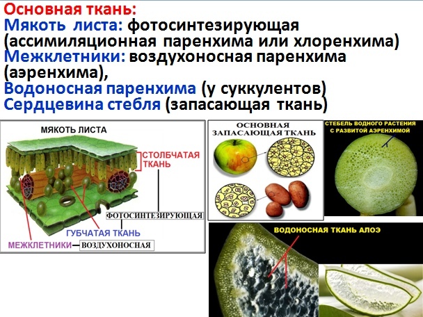 Ткани растений огэ презентация