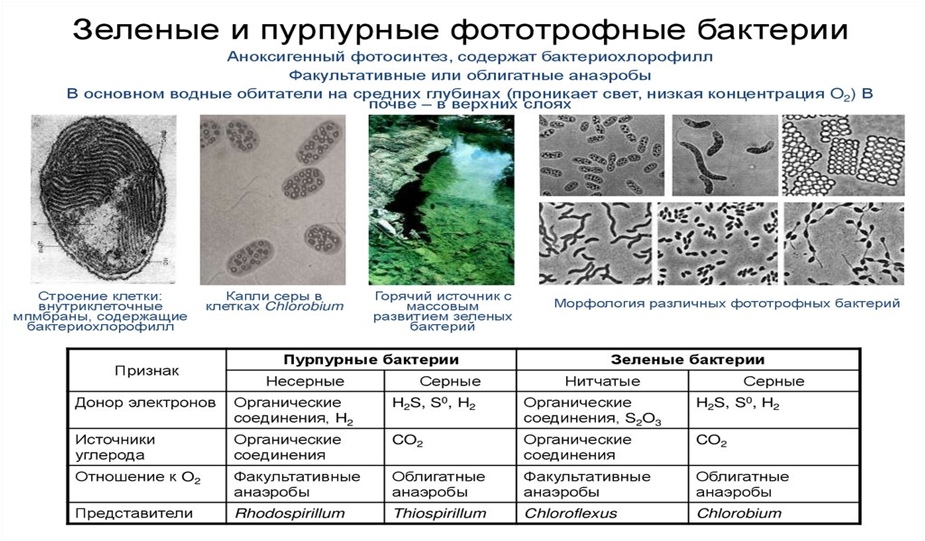 Бактерии ОГЭ. Бактерии ОГЭ биология. Царство бактерии ОГЭ. Бактерии для ОГЭ по биологии.