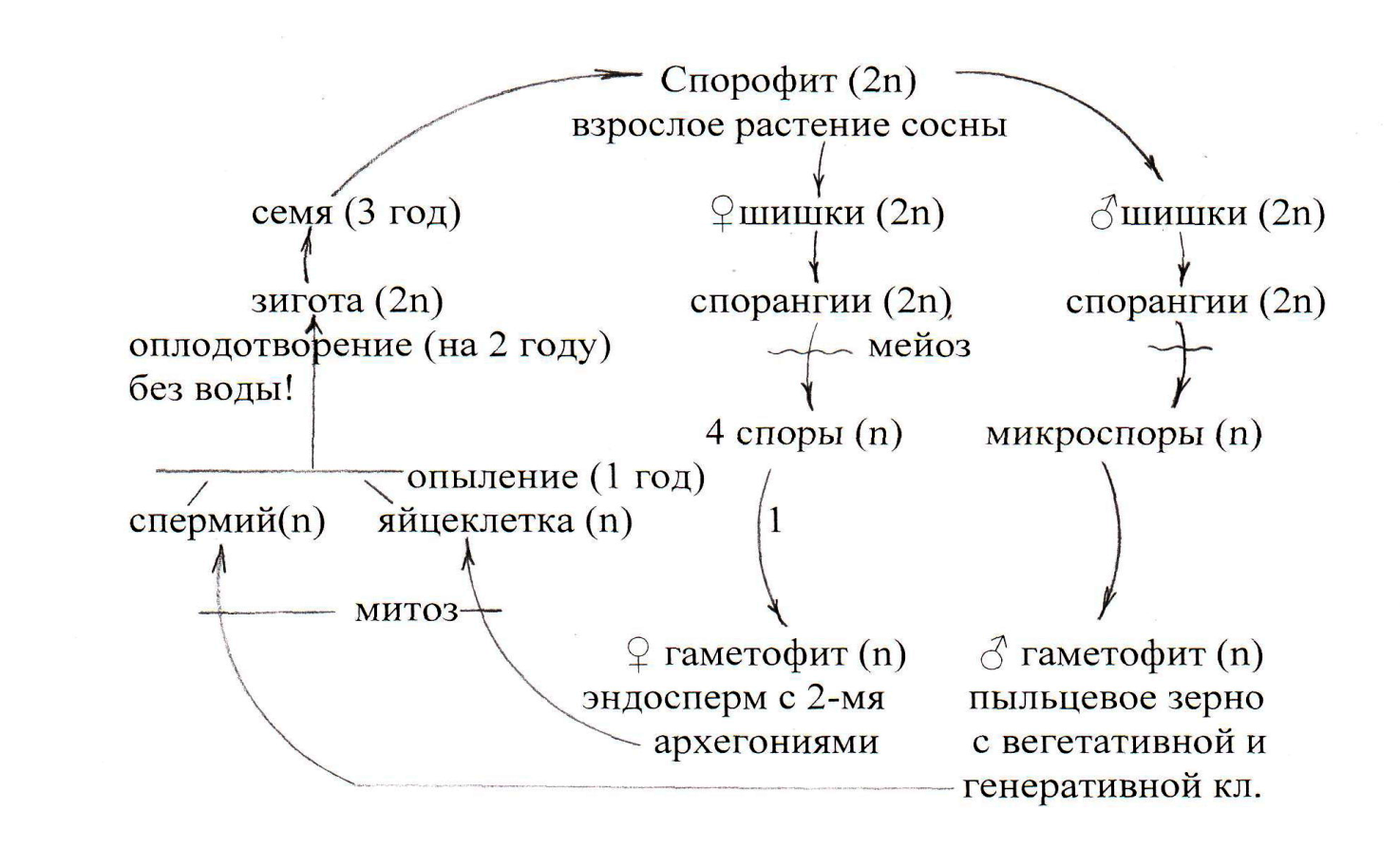 Циклы растений тест. Жизненный цикл растений. Общий жизненный цикл растений. Глиоксилатный цикл растений. Жизненные циклы растений ОГЭ.