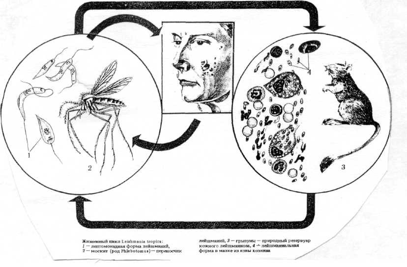 Лейшманиоз жизненный цикл. Leishmania Tropica жизненный цикл. Цикл развития висцерального лейшманиоза. Жизненный цикл лейшмании основной хозяин. Жизненный цикл лейшмании схема.