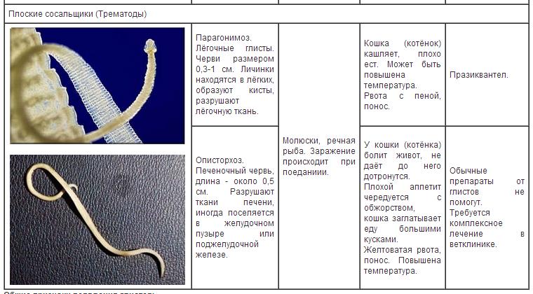 Глисты у кошек симптомы. Кошачьи глисты трематоды трематоды. Виды червей паразитов у кошек.