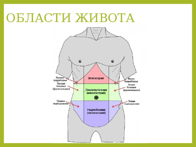 Где находится эпигастральная область у женщин фото с названиями