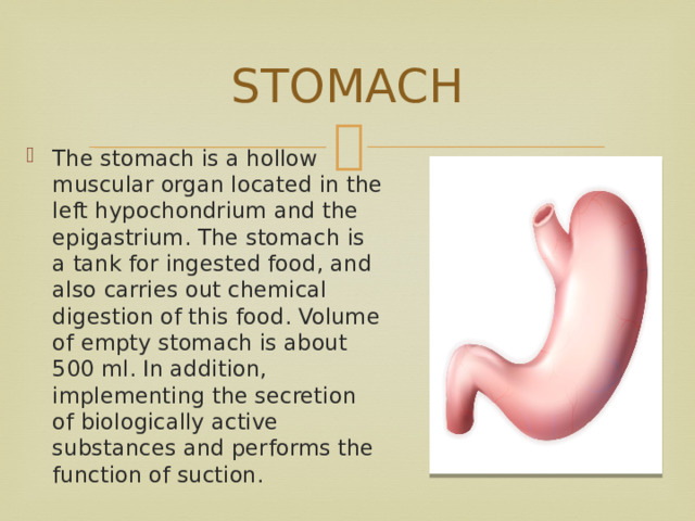 STOMACH The stomach is a hollow muscular organ located in the left hypochondrium and the epigastrium. The stomach is a tank for ingested food, and also carries out chemical digestion of this food. Volume of empty stomach is about 500 ml. In addition, implementing the secretion of biologically active substances and performs the function of suction. 