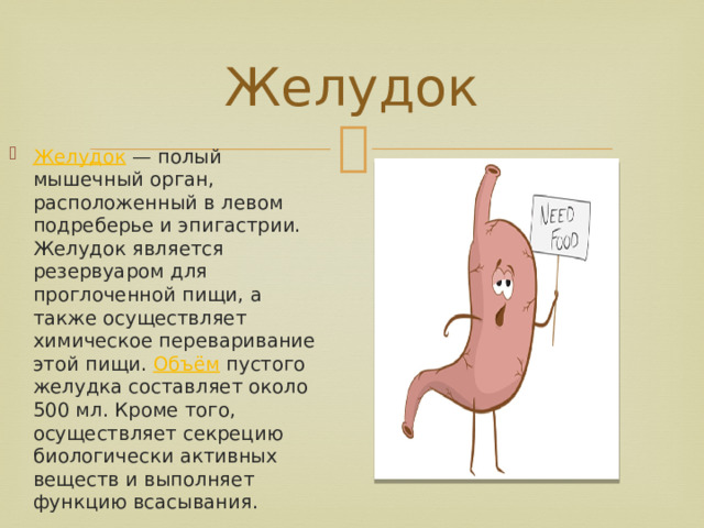 Желудок Желудок  — полый мышечный орган, расположенный в левом подреберье и эпигастрии. Желудок является резервуаром для проглоченной пищи, а также осуществляет химическое переваривание этой пищи.  Объём  пустого желудка составляет около 500 мл. Кроме того, осуществляет секрецию биологически активных веществ и выполняет функцию всасывания. 