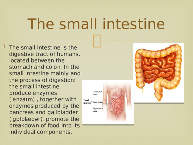  The small intestine   The small intestine is the digestive tract of humans, located between the stomach and colon. In the small intestine mainly and the process of digestion: the small intestine produce enzymes [ˈenzaɪm] , together with enzymes produced by the pancreas and gallbladder (ˈgɒlblædər), promote the breakdown of food into its individual components. 
