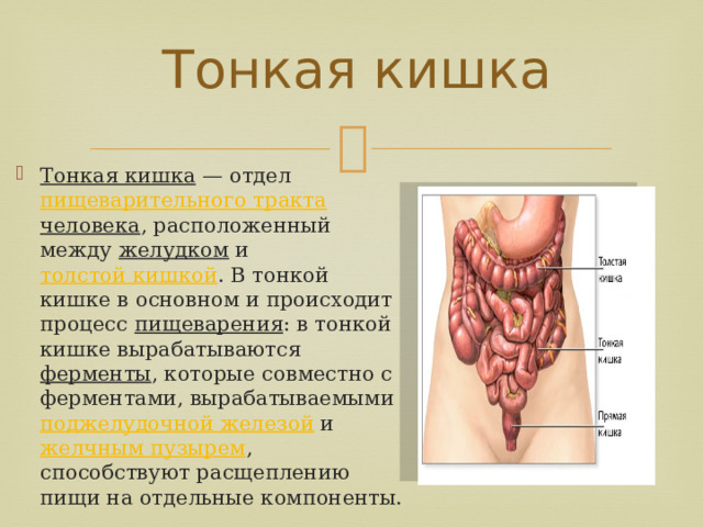 Тонкая кишка Тонкая кишка  — отдел  пищеварительного тракта   человека , расположенный между  желудком  и  толстой кишкой . В тонкой кишке в основном и происходит процесс  пищеварения : в тонкой кишке вырабатываются  ферменты , которые совместно с ферментами, вырабатываемыми  поджелудочной железой  и  желчным пузырем , способствуют расщеплению пищи на отдельные компоненты. 