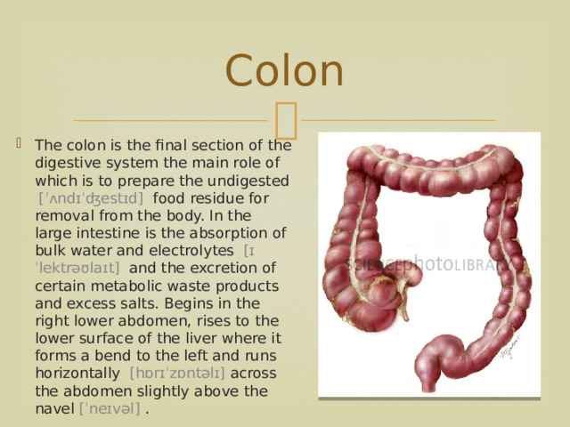 Colon The colon is the final section of the digestive system the main role of which is to prepare the undigested   [ˈʌndɪˈʤestɪd]   food residue for removal from the body. In the large intestine is the absorption of bulk water and electrolytes   [ɪˈlektrəʊlaɪt]   and the excretion of certain metabolic waste products and excess salts. Begins in the right lower abdomen, rises to the lower surface of the liver where it forms a bend to the left and runs horizontally   [hɒrɪˈzɒntəlɪ] across the abdomen slightly above the navel   [ˈneɪvəl]   . 