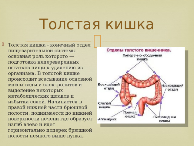 Толстая кишка Толстая кишка - конечный отдел пищеварительной системы основная роль которого — подготовка непереваренных остатков пищи к удалению из организма. В толстой кишке происходит всасывание основной массы воды и электролитов и выделение некоторых метаболических шлаков и избытка солей. Начинается в правой нижней части брюшной полости, поднимается до нижней поверхности печени где образует изгиб влево и идет горизонтально поперек брюшной полости немного выше пупка. 