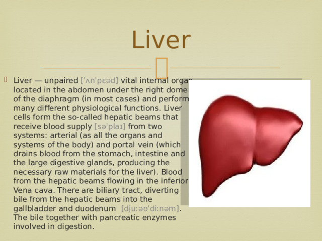 Liver Liver — unpaired [ˈʌnˈpɛəd] vital internal organ located in the abdomen under the right dome of the diaphragm (in most cases) and performs many different physiological functions. Liver cells form the so-called hepatic beams that receive blood supply [səˈplaɪ] from two systems: arterial (as all the organs and systems of the body) and portal vein (which drains blood from the stomach, intestine and the large digestive glands, producing the necessary raw materials for the liver). Blood from the hepatic beams flowing in the inferior Vena cava. There are biliary tract, diverting bile from the hepatic beams into the gallbladder and duodenum   [djuːəʊˈdiːnəm] . The bile together with pancreatic enzymes involved in digestion. 