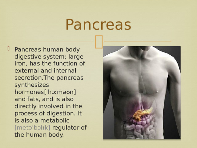 Pancreas Pancreas human body digestive system; large iron, has the function of external and internal secretion.The pancreas synthesizes hormones[ˈhɔːməʊn]  and fats, and is also directly involved in the process of digestion. It is also a metabolic [metəˈbɔlɪk] regulator of the human body. 